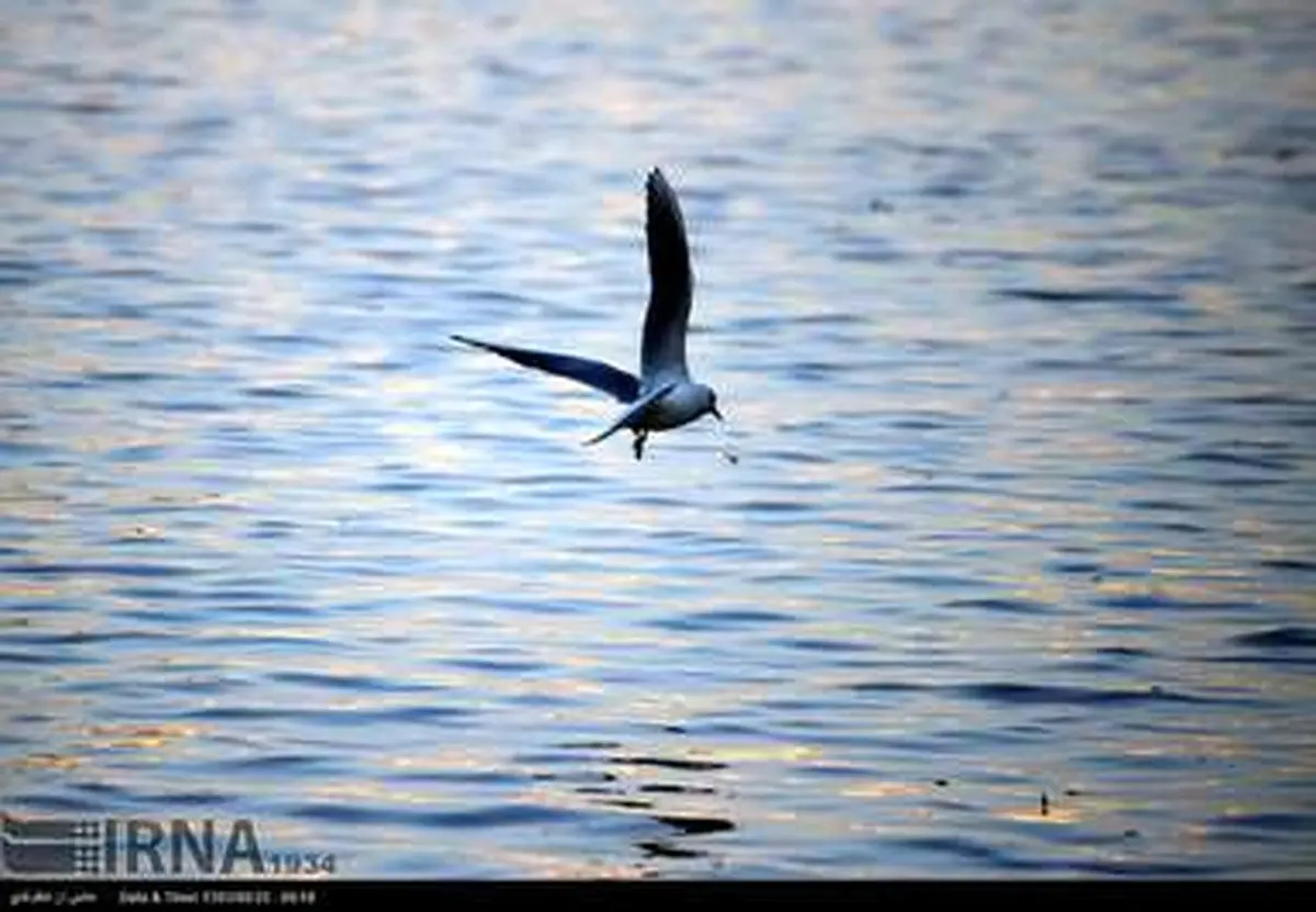 زاینده رود پرآب، میزبان پرندگان مهاجر شد /گزارش تصویری