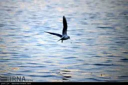 زاینده رود پرآب، میزبان پرندگان مهاجر شد /گزارش تصویری