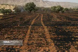 آتش سوزی در مزارع گندم کوهدشت/ تصاویر