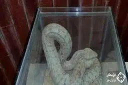 شکار مار افعی عظیم الجثه و بسیار سمی در یک باغ + عکس