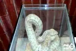 شکار مار افعی عظیم الجثه و بسیار سمی در یک باغ + عکس