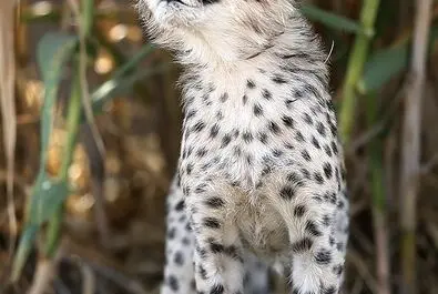 پیروز