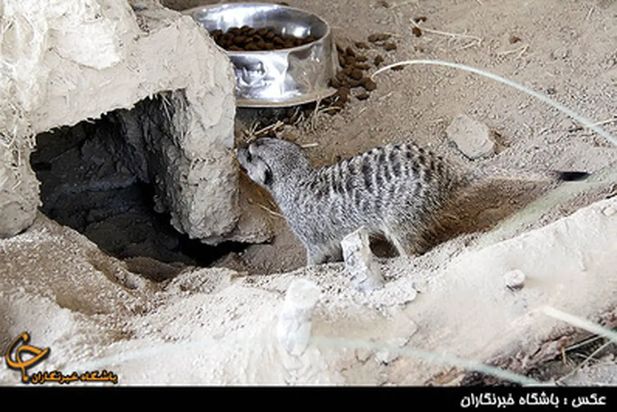 در باغ وحش تهران چه خبر است/ تصاویر