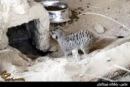 در باغ وحش تهران چه خبر است/ تصاویر