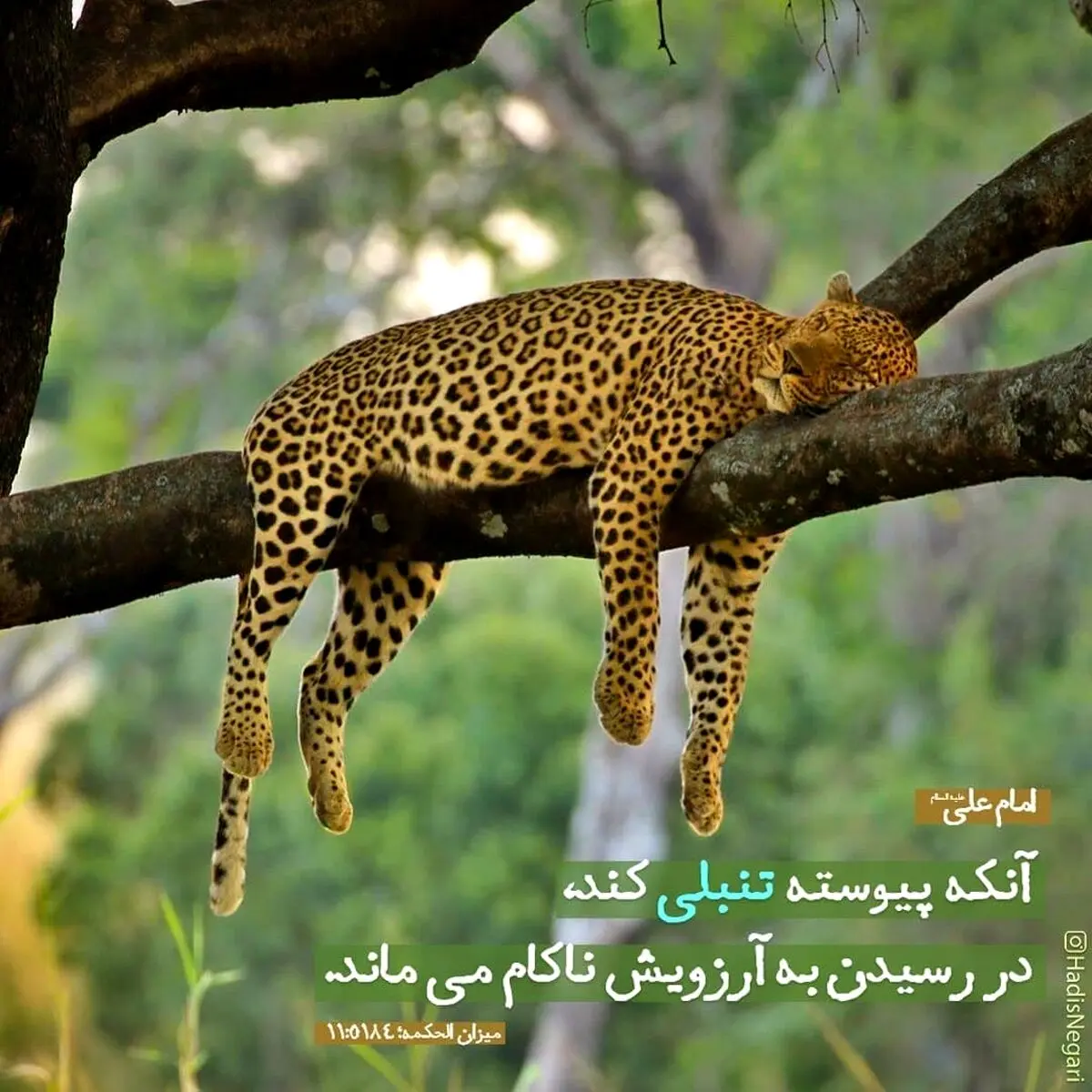 حدیث نورانی و زیبای حضرت علی (ع) در مورد تنبلی+عکس