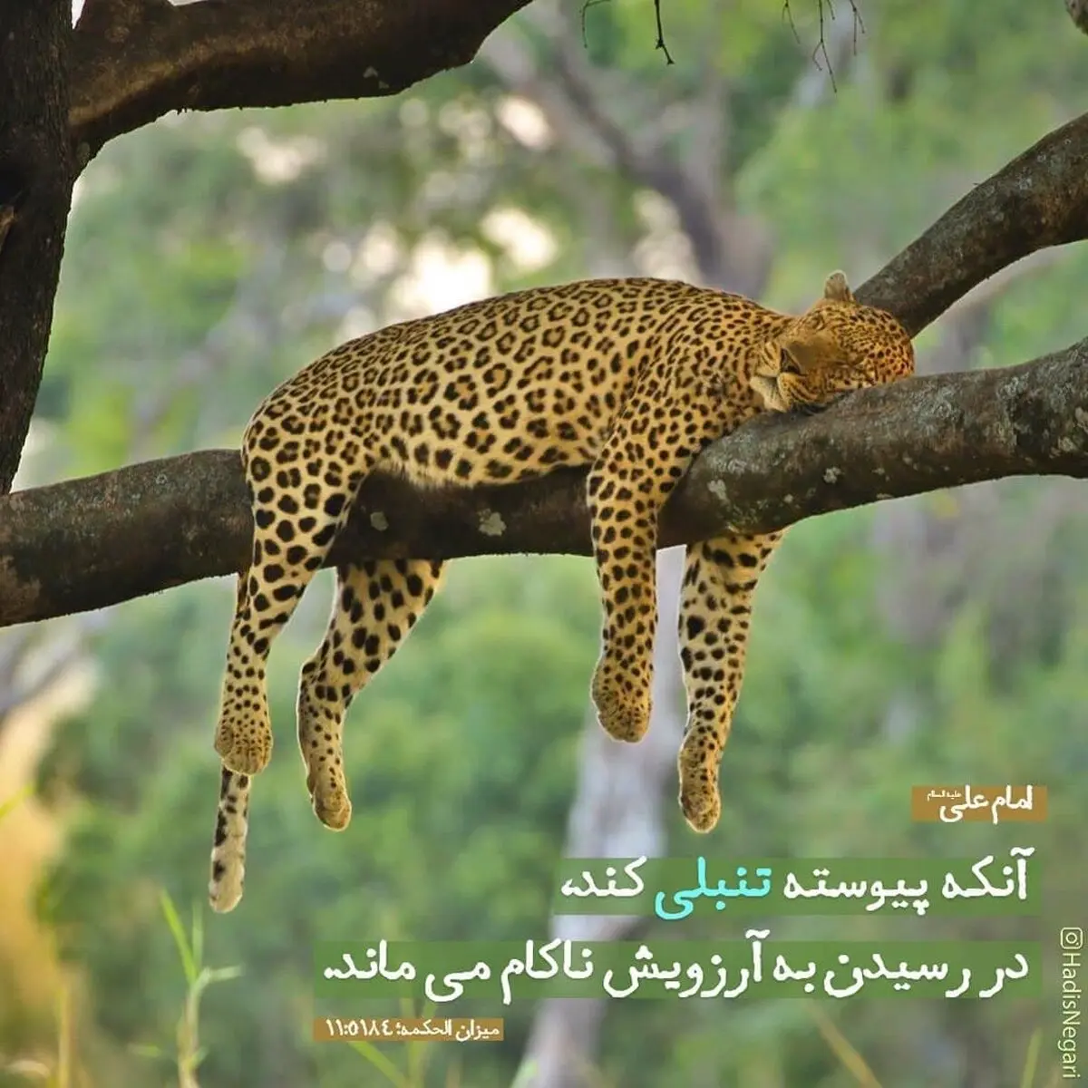 حدیث نورانی و زیبای حضرت علی (ع) در مورد تنبلی+عکس