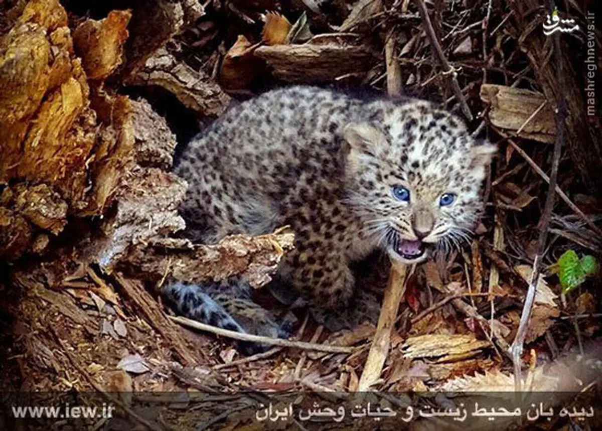 عکس/ توله پلنگ تازه متولد شده در پارک ملی گلستان