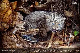 عکس/ توله پلنگ تازه متولد شده در پارک ملی گلستان