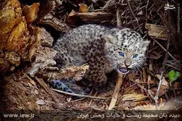 عکس/ توله پلنگ تازه متولد شده در پارک ملی گلستان