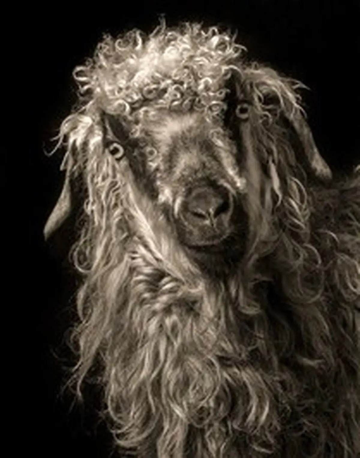 بزها در آتلیه عکاسی!/تصاویر