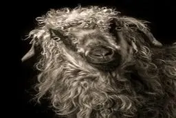 بزها در آتلیه عکاسی!/تصاویر