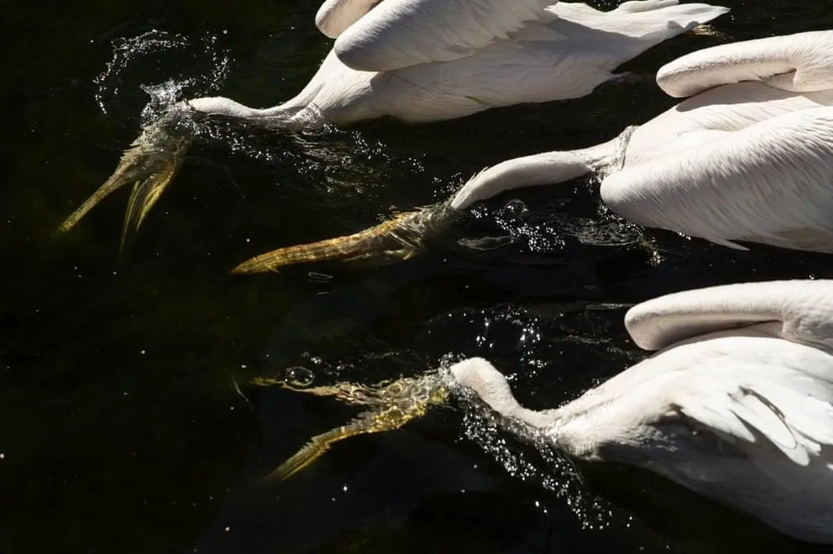 عکس دیدنی از پلیکان