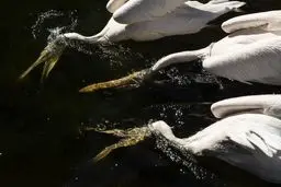 عکس دیدنی از پلیکان