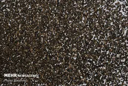 تصاویری از رقص سارها‎