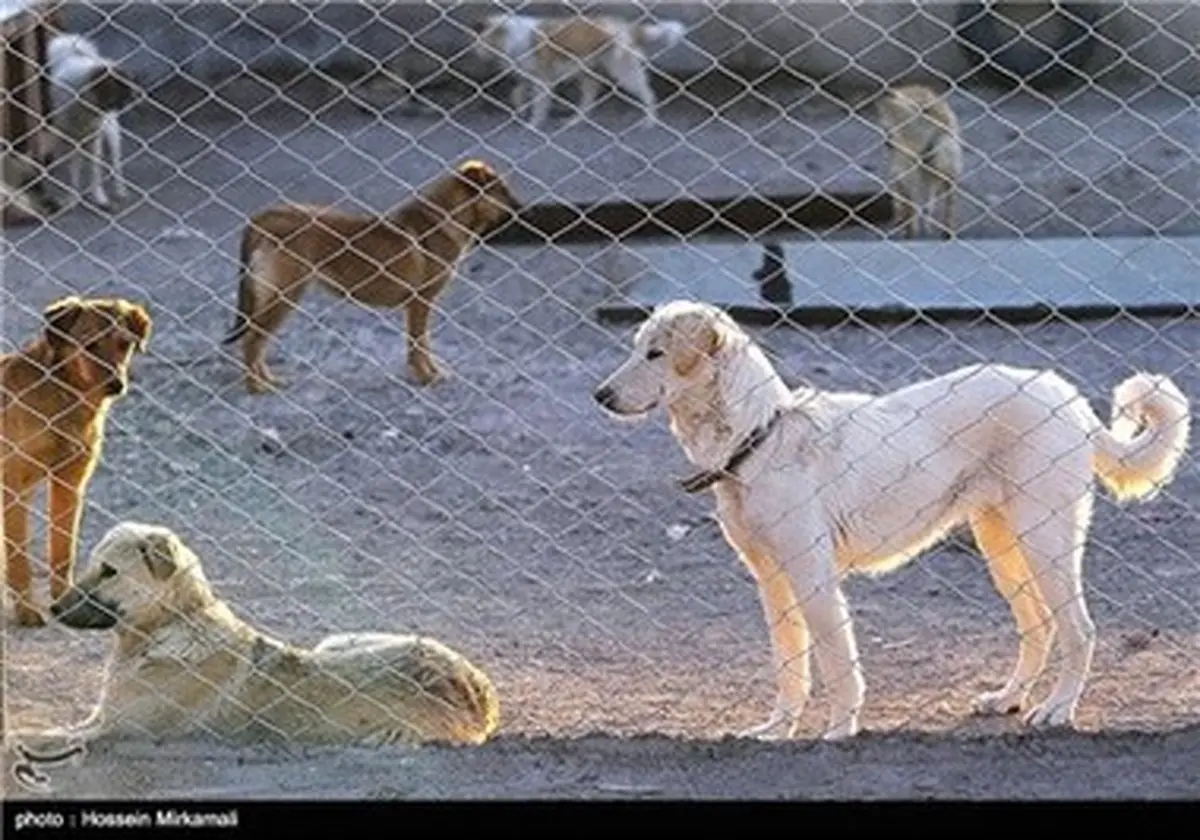 جمع آوری و درمان سگ‌های ولگرد و آسیب دیده/تصاویر