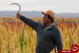 گیاهی با قدمت پنج هزار ساله! + تصاویر