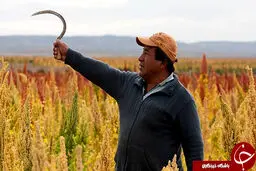 گیاهی با قدمت پنج هزار ساله! + تصاویر