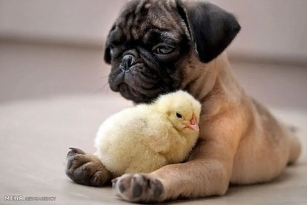 دوستی های عجیب در دنیای حیوانات!/تصاویر