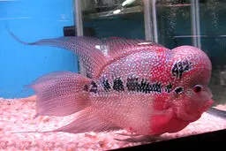 خالکوبی بر روی ماهی‌! + عکس
