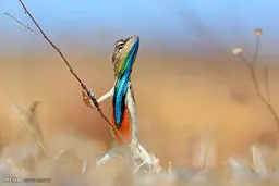 تصاویر برگزیده مسابقه کمدی حیات وحش