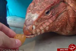 این مارمولک باهوش 33 هزار طرفدار دارد + تصاویر