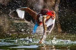 نبرد دراماتیک مرغ ماهیخوار و مار