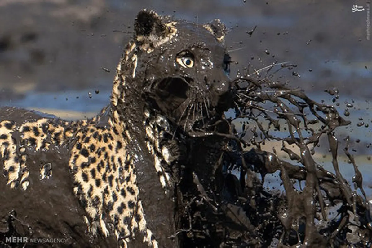 عکس/ شکارماهی توسط پلنگ