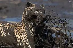 عکس/ شکارماهی توسط پلنگ