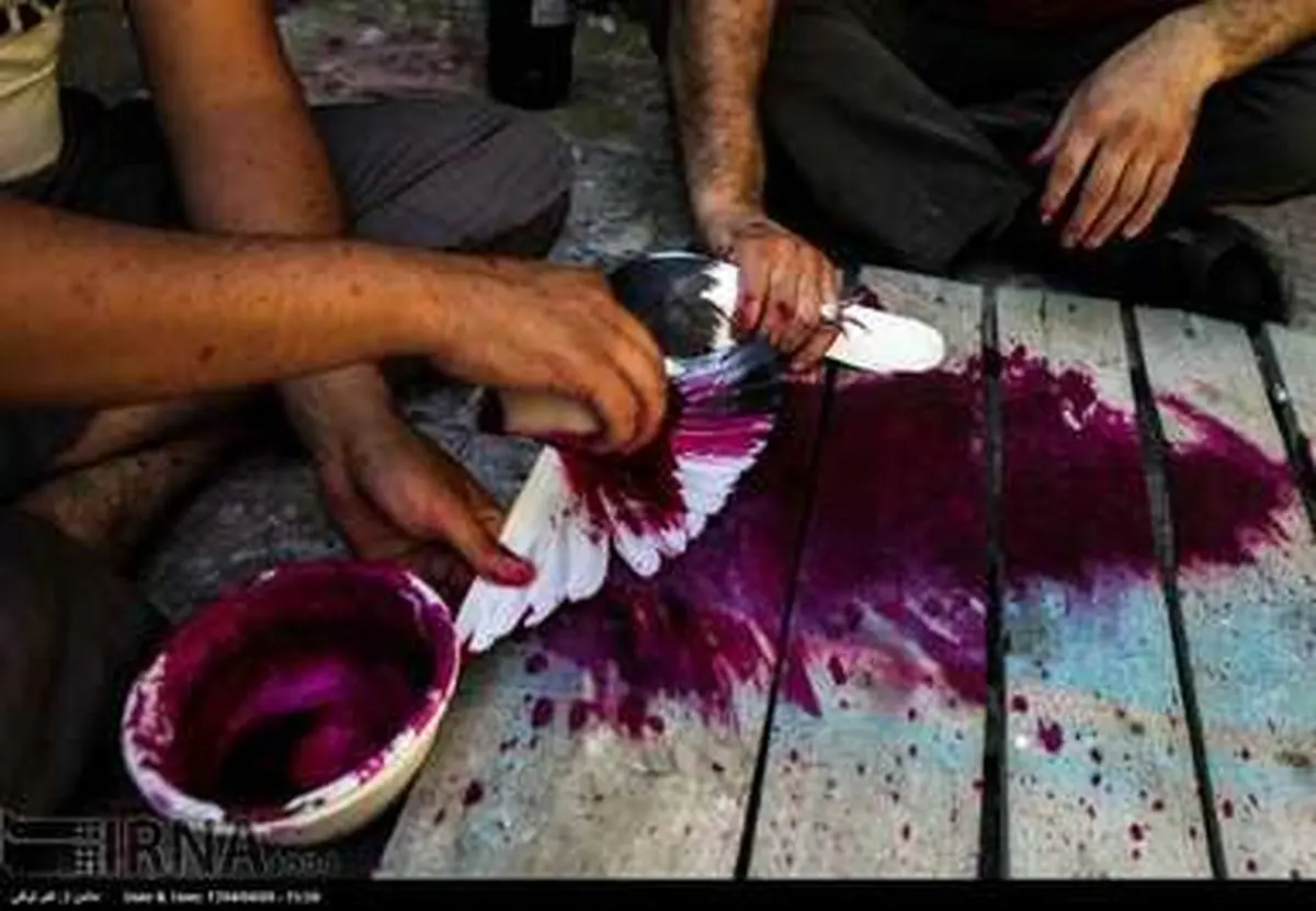 جام کبوتر بازی/ تصاویر