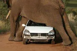 عکس / خودرویی که قصد عبور از زیر یک فیل را دارد!