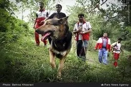 تلاش برای یافتن دو زن گمشده در جنگل‌های آمل/تصاویر