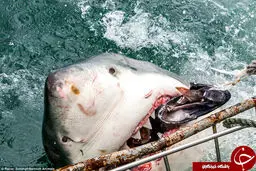 لحظه وحشتناک حمله کوسه سفید + تصاویر