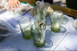 کشف یک ماده مخدر جدید در کشور+جزئیات وحشتناک