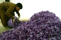 برداشت طلای قرمز در افغانستان/تصاویر