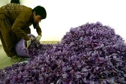برداشت طلای قرمز در افغانستان/تصاویر