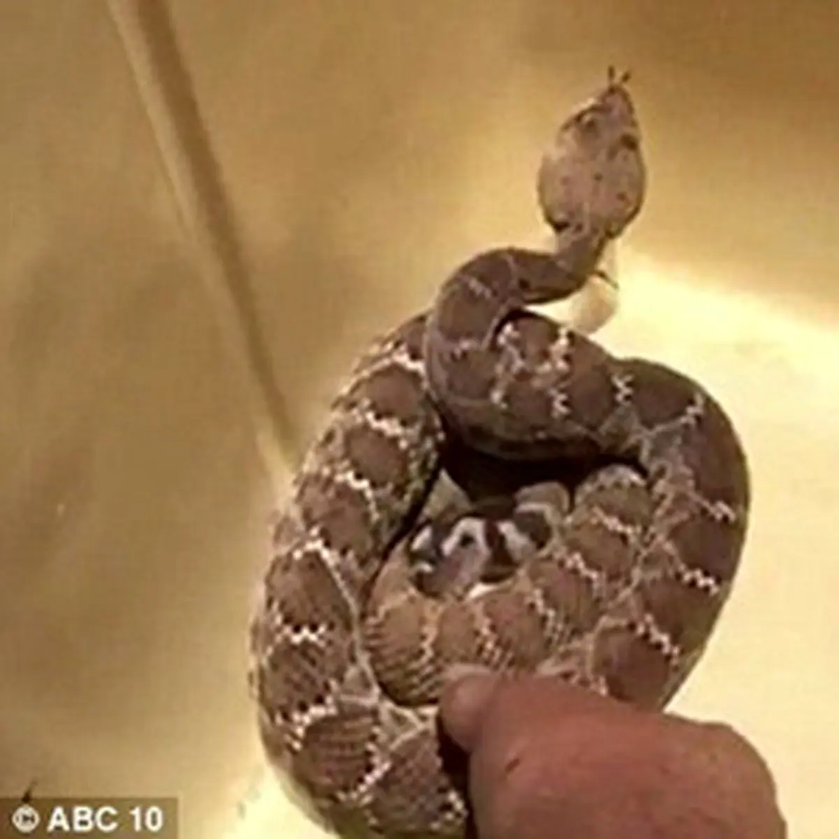 عکس ناشیانه‌ای که 153 هزار دلار آب خورد /تصاویر