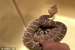 عکس ناشیانه‌ای که 153 هزار دلار آب خورد /تصاویر