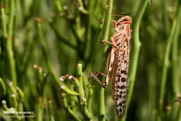 تصاویر: حضور ملخ های صحرایی در شهرستان های سیریک و جاسک