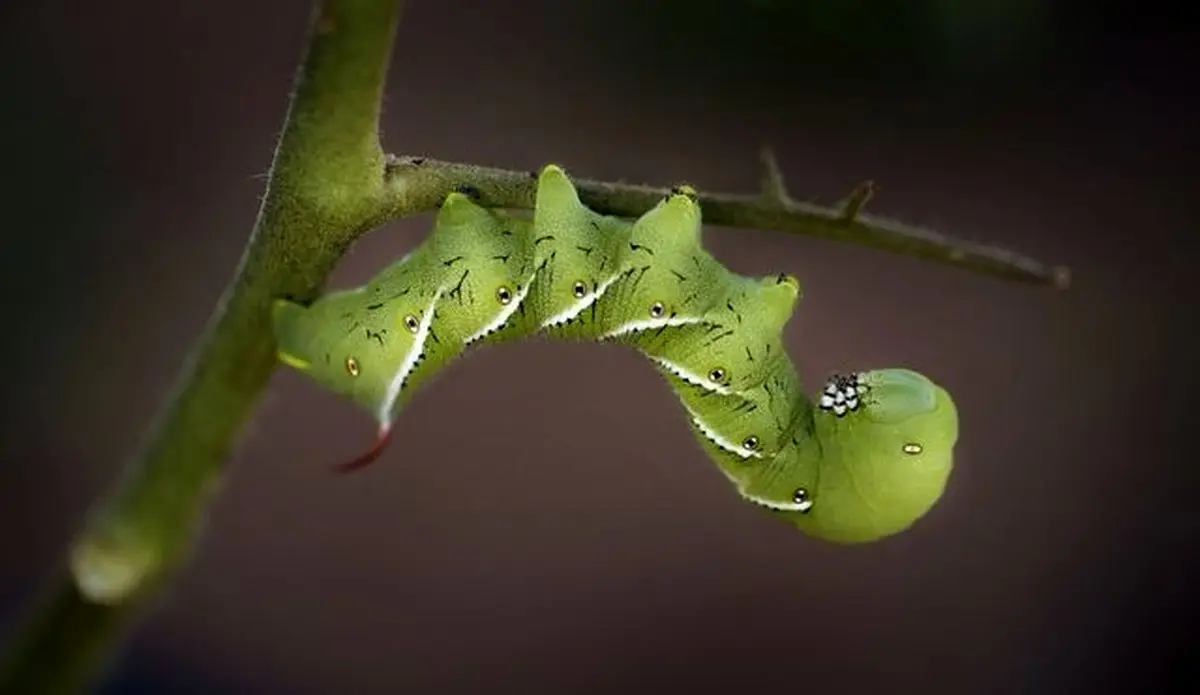 کرم مزرعه گوجه فرنگی در عکس روز نشنال جئوگرافیک