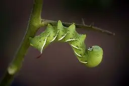 کرم مزرعه گوجه فرنگی در عکس روز نشنال جئوگرافیک