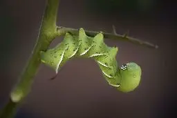 کرم مزرعه گوجه فرنگی در عکس روز نشنال جئوگرافیک