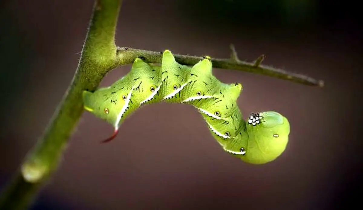 کرم مزرعه گوجه فرنگی در عکس روز نشنال جئوگرافیک