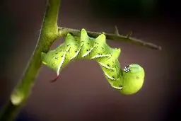 کرم مزرعه گوجه فرنگی در عکس روز نشنال جئوگرافیک