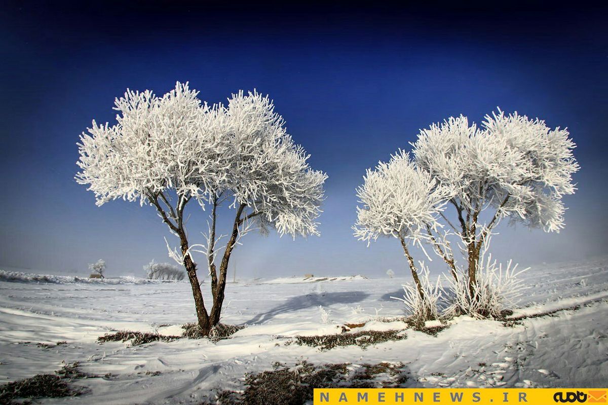 نمایی زیبا از یخ زدن درختان در دشت مهریان / عکس