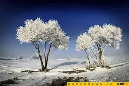 نمایی زیبا از یخ زدن درختان در دشت مهریان / عکس