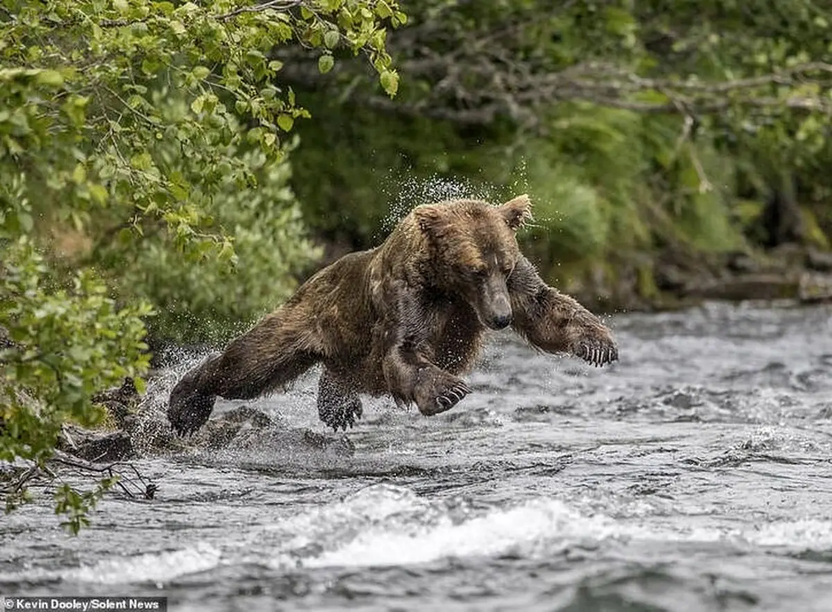 عکس یهویی از شیرجه خرس بر روی طعمه/ عکس