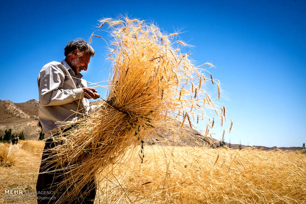 طمع برای واردات گندم/واردات‌چی‌ها می‌خواهند دولت رادچارتردید کنند