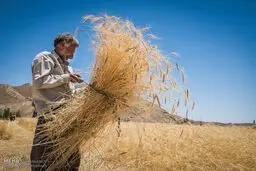 طمع برای واردات گندم/واردات‌چی‌ها می‌خواهند دولت رادچارتردید کنند