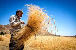 طمع برای واردات گندم/واردات‌چی‌ها می‌خواهند دولت رادچارتردید کنند