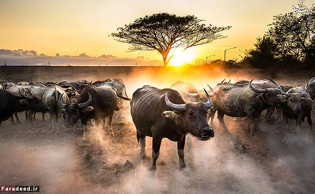 دیدنی های حیات وحش/تصاویر